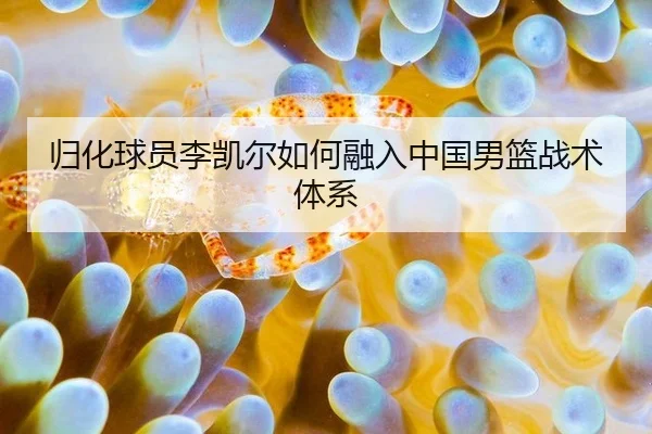 归化球员李凯尔如何融入中国男篮战术体系